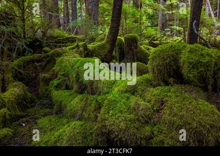 Forêt tropicale luxuriante à Rose Harbour, réserve de parc national Gwaii Haanas, Haida Gwaii, Colombie-Britannique, Canada Banque D'Images