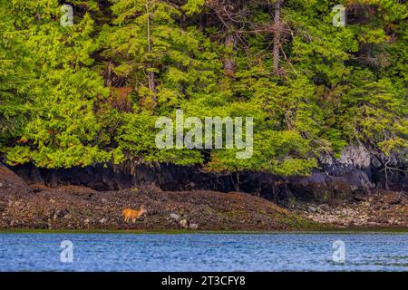 Cerf de Virginie de Sitka, Odocoileus hemionus sitkensis, recherche de buck à marée basse sur varech, Rose Harbour, Réserve de parc national Gwaii Haanas, Haida Gwa Banque D'Images