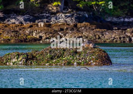 Phoques communs du Pacifique, Phoca vitulina richardsi, dans l'océan Pacifique, dans la réserve de parc national Gwaii Haanas, Haida Gwaii, Colombie-Britannique, Canada Banque D'Images