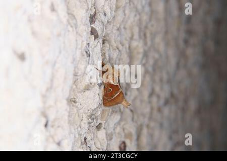 Trioda sylvina famille Hepialidae Genus Triodia Orange mite rapide nature sauvage photographie d'insectes, image, papier peint Banque D'Images