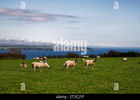Les moutons paissent paisiblement sous le soleil d'été à Castle Gotha, au-dessus de St Austell Bay, Cornouailles. Banque D'Images