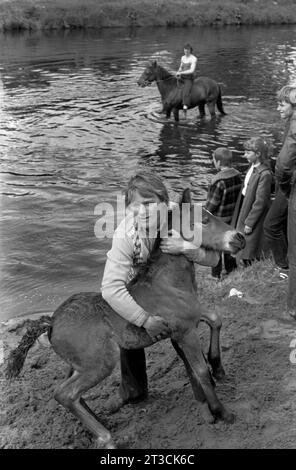 River Eden, Appleby à Westmorland Gypsy attraper un poney ou une faute qui sera lavé dans la rivière Eden. Appleby dans Westmorland gitan cheval foire Cumbria, Angleterre vers juin 1981 1980s Royaume-Uni HOMER SYKES Banque D'Images