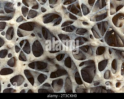 Gros plan de structure spongieuse osseuse réaliste, texture osseuse affectée par l'ostéoporose, illustration 3D. Tissu osseux endommagé par ostéoporose Banque D'Images