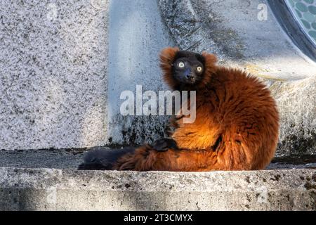 La gélinotte rouge, le Varecia rubra Lemur est l'une des deux espèces du genre Le Varecia, la gélinotte lémuriens Banque D'Images