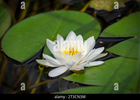 Lys d'eau vive dans un paysage protégé. Nymphaea est une plante aquatique typique. Banque D'Images