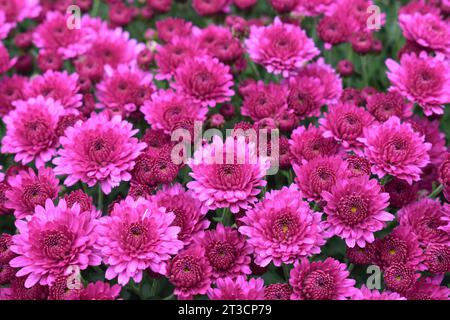 Chrysanthèmes violets/roses (mamans) en pleine floraison à l'automne. Banque D'Images