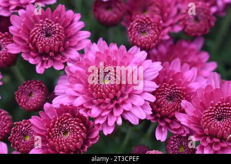 Chrysanthèmes violets/roses (mamans) en pleine floraison à l'automne. Banque D'Images