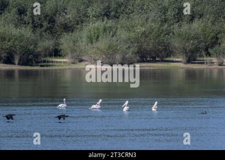 Pélicans dalmates (Pelecanus crispus) et grand cormoran (Phalacrocorax carbo) sur le Danube, Roumanie Banque D'Images