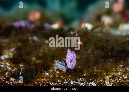 Chaînes d’œufs, Nudibranch à cornes épaisses, Hermissenda crassicornis, au pavillon flottant des Moresby Explorers dans la réserve de parc national Gwaii Haanas, Haïda Banque D'Images