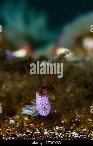 Chaînes d’œufs, Nudibranch à cornes épaisses, Hermissenda crassicornis, au pavillon flottant des Moresby Explorers dans la réserve de parc national Gwaii Haanas, Haïda Banque D'Images