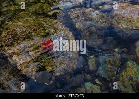Étoile en cuir, Dermasterias imbricata, à marée basse dans la réserve de parc national Gwaii Haanas, Haida Gwaii, Colombie-Britannique, Canada Banque D'Images