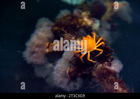 Crabe Kelp du Nord, Pugettia producta, recherche de nourriture dans les eaux peu profondes de la réserve de parc national Gwaii Haanas, Haida Gwaii, Colombie-Britannique, Canada Banque D'Images