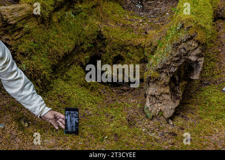 Le totem Pole demeure avec une photo de celui-ci dans une maison de l'ancien village haïda de T'aanuu Linagaay, réserve de parc national Gwaii Haanas, Haida G. Banque D'Images