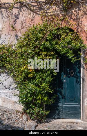 Plante luxuriante de jasmin étoilé (Trachelospermum jasminoides) sur le côté d'une vieille porte voûtée, Finalborgo, finale Ligure, Ligurie, Italie Banque D'Images