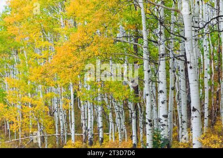 Couleur d'automne avec Aspens tournant - le long de Kebler Pass Road à l'ouest de Crested Butte, Colorado. Une des plus grandes forêts de tremble au monde. Banque D'Images