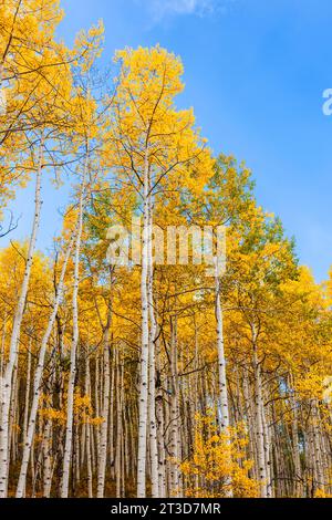 Couleur d'automne avec Aspens tournant - le long de Kebler Pass Road à l'ouest de Crested Butte, Colorado. Une des plus grandes forêts de tremble au monde. Banque D'Images