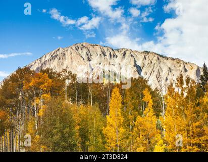 Couleur d'automne avec Aspens tournant - le long de Kebler Pass Road à l'ouest de Crested Butte, Colorado. Une des plus grandes forêts de tremble au monde. Banque D'Images