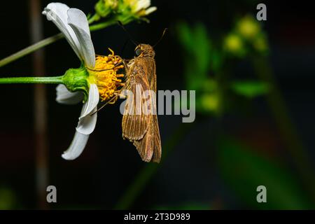 Papillon skipper sur fleur jaune avec pétales blancs Banque D'Images
