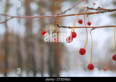 Pommes de crabe rouges congelées et ridées sur une branche dans les bois d'hiver Banque D'Images