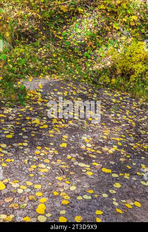 Couleur d'automne avec Aspens tournant - le long de Kebler Pass Road à l'ouest de Crested Butte, Colorado. Une des plus grandes forêts de tremble au monde. Banque D'Images