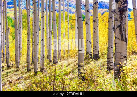 Couleur d'automne avec Aspens tournant - le long de Kebler Pass Road à l'ouest de Crested Butte, Colorado. Une des plus grandes forêts de tremble au monde. Banque D'Images