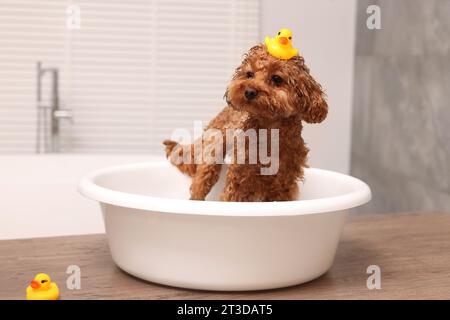 Mignon chien Maltipoo avec canard en caoutchouc dans le bassin sur la table en bois à l'intérieur. Adorable animal de compagnie Banque D'Images