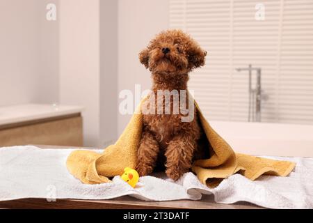 Mignon chien Maltipoo avec serviette et canard en caoutchouc dans la salle de bain. Adorable animal de compagnie Banque D'Images