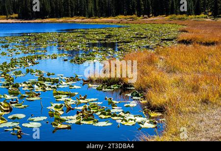 14 octobre 2023 : le sentier du lac Lily, près du col Kebler, est une randonnée colorée pendant la saison des couleurs automnales. Crested Butte, Colorado Banque D'Images