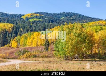 Couleur d'automne avec Aspens tournant - le long de Kebler Pass Road à l'ouest de Crested Butte, Colorado. Une des plus grandes forêts de tremble au monde. Banque D'Images