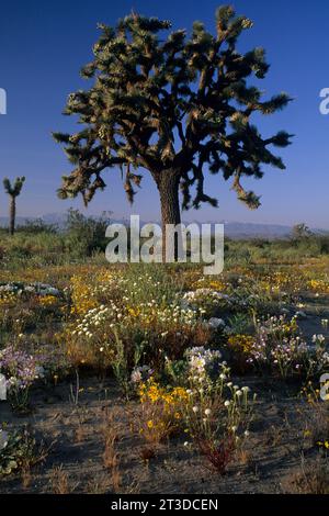 Desert primrose & Joshua Tree, parc national de Saddleback Butte, Californie Banque D'Images