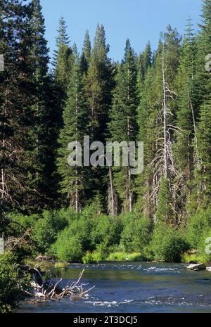 Le long de la rivière Truckee, piste cyclable de la rivière Truckee Tahoe Lake Basin National Forest, Californie Banque D'Images