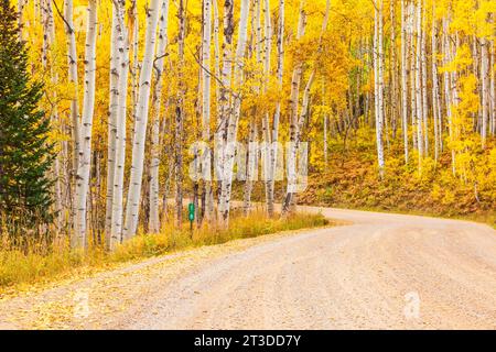 La couleur en automne avec les trembles - tournant sur Kebler pass road (officiellement appelé le GCR12 ou Gunnison Comté Road 12) à l'ouest de Crested Butte, Colorado. Banque D'Images