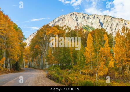 La couleur en automne avec les trembles - tournant sur Kebler pass road (officiellement appelé le GCR12 ou Gunnison Comté Road 12) à l'ouest de Crested Butte, Colorado. Banque D'Images