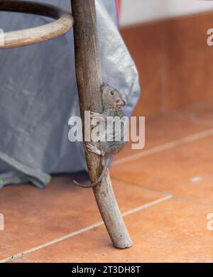 Souris (Mus musculus) escaladant le vieux pied de chaise en bois antique. Banque D'Images
