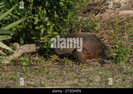 Tortue de Gopher Banque D'Images