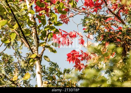 contexte. automne avec des feuilles d'érable colorées vives. L'été indien dans le parc national de la Mauricie Québec, Canada par une belle journée. Banque D'Images