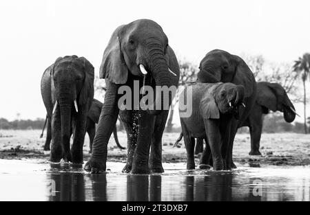 Des éléphants sont observés dans un point d'eau du parc national de Hwange au Zimbabwe le 17 octobre 2023. Banque D'Images