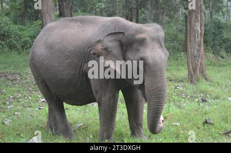 Un éléphant sauvage asiatique du parc national de Nagarhole Karnadaka Banque D'Images