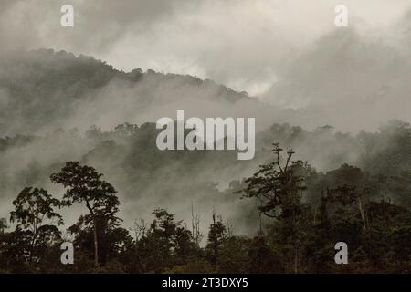 Paysage d'une zone de forêt tropicale au pied du mont Tangkoko et Duasudara (Dua Saudara) à Bitung, Sulawesi du Nord, Indonésie. Un nouveau rapport de la Wildlife conservation Society a révélé que les forêts tropicales de haute intégrité sont estimées à enlever et stocker environ 3,6 milliards de tonnes de CO2 par an (net) de l'atmosphère, mais pour les protéger, les parties prenantes doivent sauver les grands frugivores. les espèces sauvages à gros corps, en particulier les mangeurs de fruits tels que les primates, les cornes et autres – dispersent les grosses graines des espèces d’arbres à haute capacité de stockage de carbone, selon les scientifiques. Banque D'Images