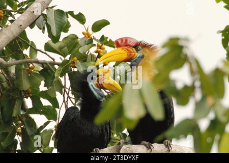 Une paire de cornes nouées (Rhyticeros cassidix) se perche sur un figuier dans une zone végétalisée à Bitung, Sulawesi du Nord, Indonésie. Hornbill fait partie des espèces sauvages à gros corps et mangeurs de fruits, avec les primates et plusieurs autres, qui sont importantes pour la conservation des forêts, révèle un nouveau rapport de la Wildlife conservation Society. Selon les scientifiques, ils dispersent de grosses graines d’espèces d’arbres ayant une capacité de stockage de carbone élevée. En d'autres termes, perdre ces espèces va changer la composition des forêts : espèces d'arbres dispersées par le vent ou à petites graines avec une densité de bois plus faible, et donc... Banque D'Images