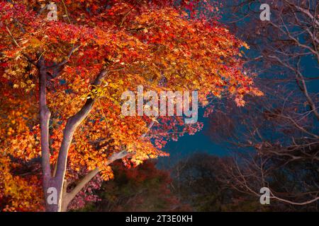 Vue nocturne de l'érable d'automne de la forêt de Gyerim à Gyeongju, Corée Banque D'Images