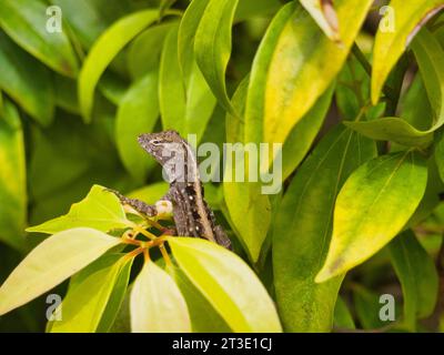 Lézard anole brun femelle (Anolis sagrei) dans un arbuste vert vibrant dans un jardin botanique à Kauai, Hawaï. Expression faciale expressive et sceptique. Banque D'Images