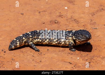 Lézard australien Shingleback se prélassant sur un sol rouge Banque D'Images