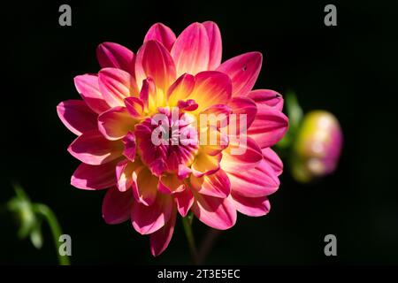 Fleur de Dahlia rose et jaune en fleur dans le jardin. Photographié dans Buckhimghamshire, Angleterre, juillet 2023 Banque D'Images