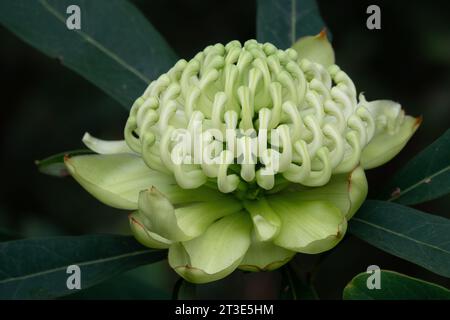 Fleur de cultivar Waratah blanche 'Wirrimbirra White' (Telopea speciosissima) photographiée dans un jardin à Black Rock, Victoria, Australie, septembre 2023. Banque D'Images