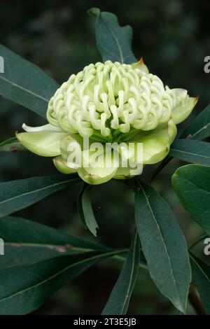 Fleur de cultivar Waratah blanche 'Wirrimbirra White' (Telopea speciosissima) photographiée dans un jardin à Black Rock, Victoria, Australie, septembre 2023. Banque D'Images