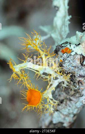 Lichen Goldeneye, Teloschistes chrysophthalmus sur pelle sèche. Banque D'Images