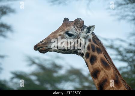 Portrait d'une girafe de taureau mature avec des ossicones cassés au parc national du lac Nakuru, Kenya Banque D'Images