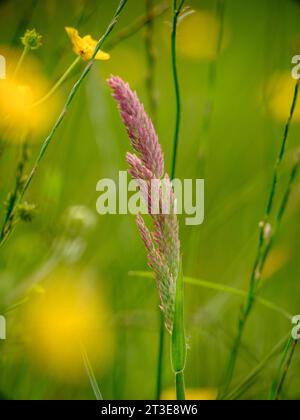 Yorkshire Fog grass - Muker Meadow, avec ses granges à foin et ses murs en pierre sèche, la signature de ces célèbres prairies de foin riches en fleurs à Swaledale, Royaume-Uni Banque D'Images