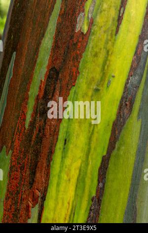 Gros plan de l'écorce d'un eucalyptus, province de Chiriqui, Panama - photo stock Banque D'Images